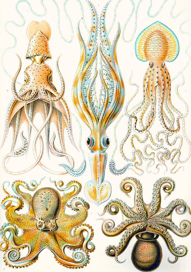 Examples of various Cephalopods Drawing by Ernst Haeckel