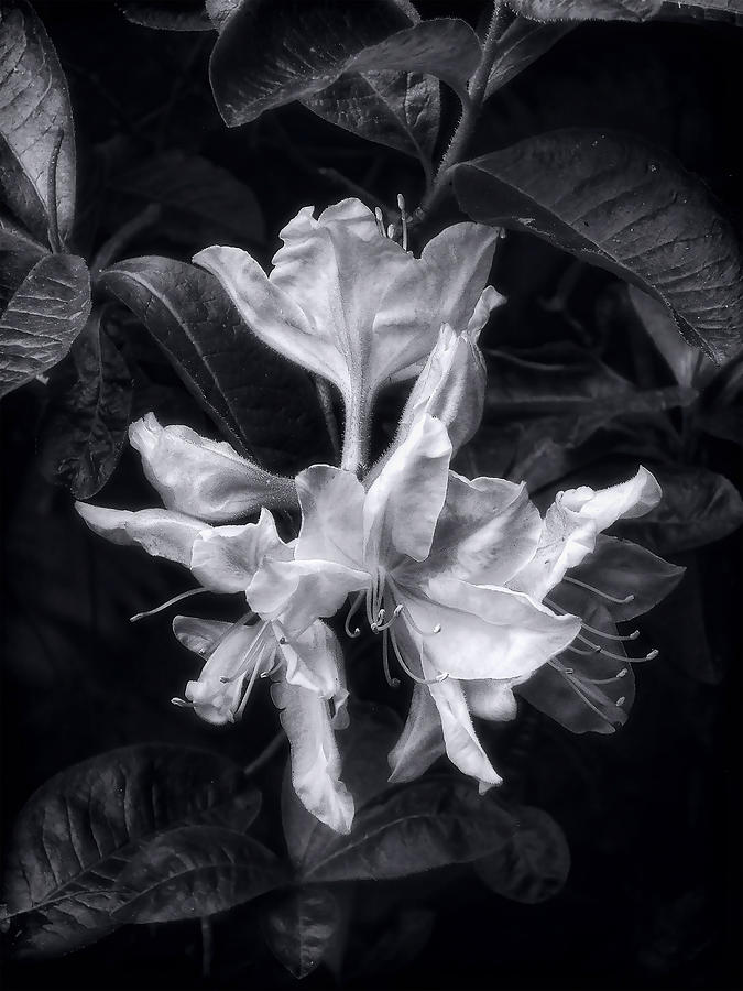 Exbury Azalea in Black and White Photograph by Louise Kumpf