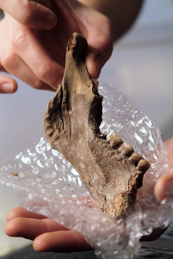 Excavated Prehistoric Jaw Bone Photograph by Marco Ansaloni / Science Photo Library