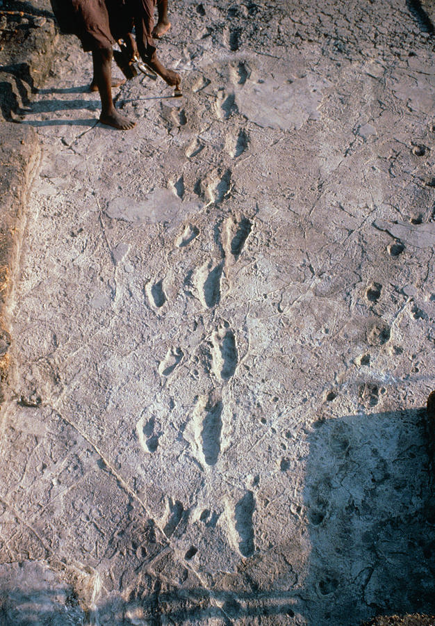 Billedresultat for laetoli footprints