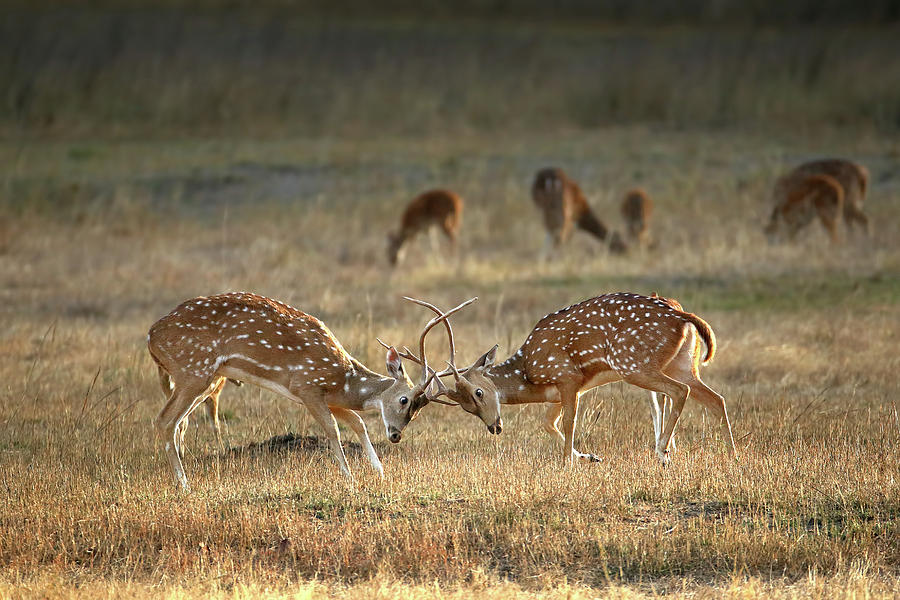 Wildlife Photograph - Exchange Of Glances by Nicol?s Merino Wildlife Photograph - Exchange Of Glances by Nicol?s Merino