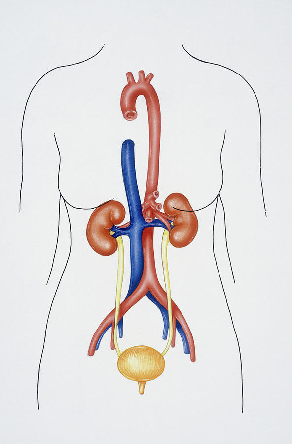 excretory system diagram labeled for kids