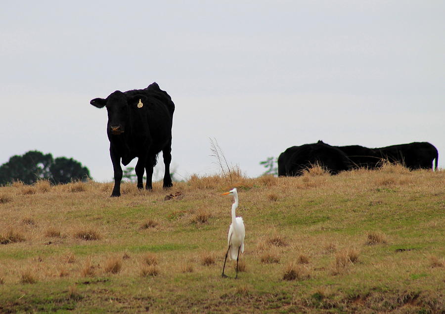 Egret Photograph - Excuse me. Do You Speak Moo by Mary Koval