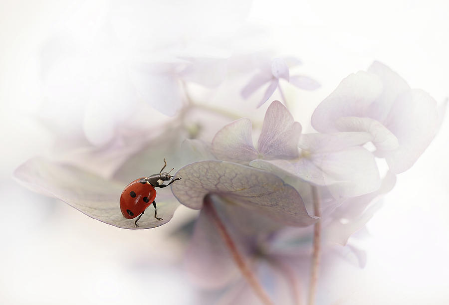 Ladybug Photograph - Exercise by Ellen Van Deelen