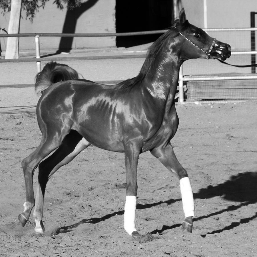 Exercising Horse BW Photograph by C H Apperson