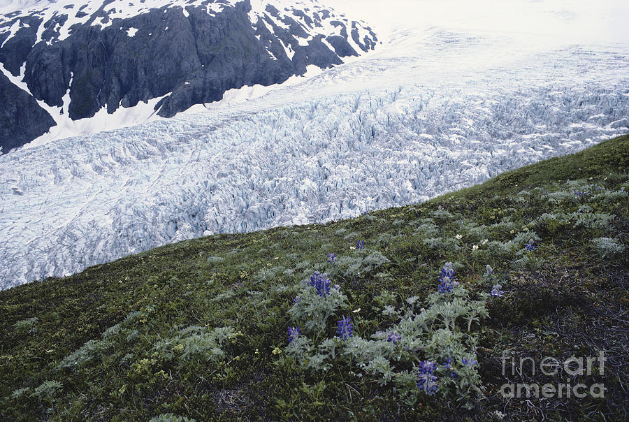 Exit Glacier Photograph by William H. Mullins