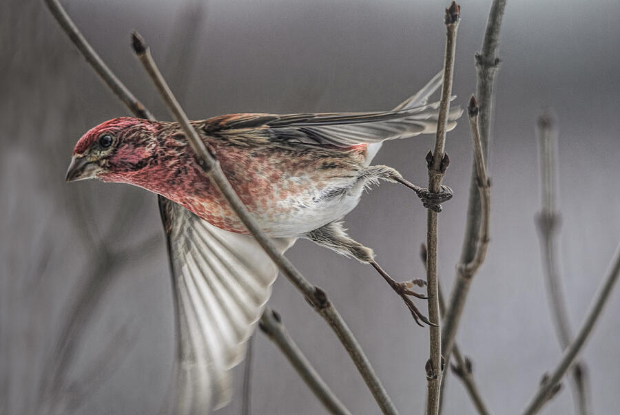 Bird Photograph - Exit Stage Left by Sue Capuano