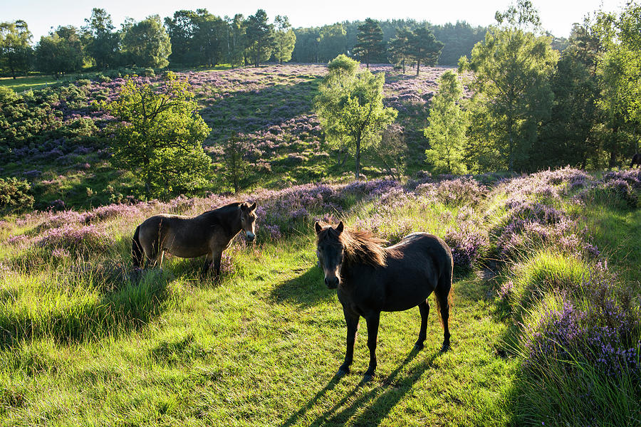 Exmoor Ponies In Heathland At Dawn Photograph by James Warwick