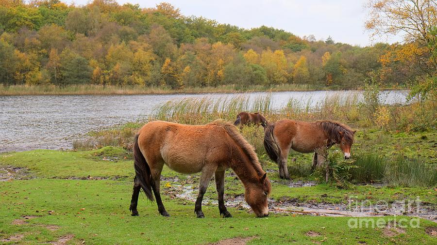 Fall Photograph - Exmoor Ponies by John Chatterley