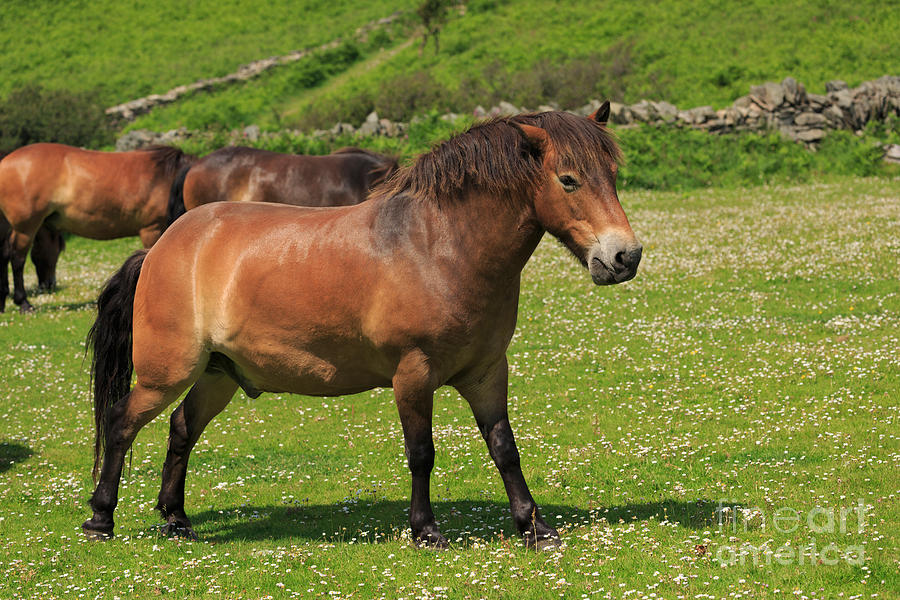 Exmoor ponies Photograph by Louise Heusinkveld