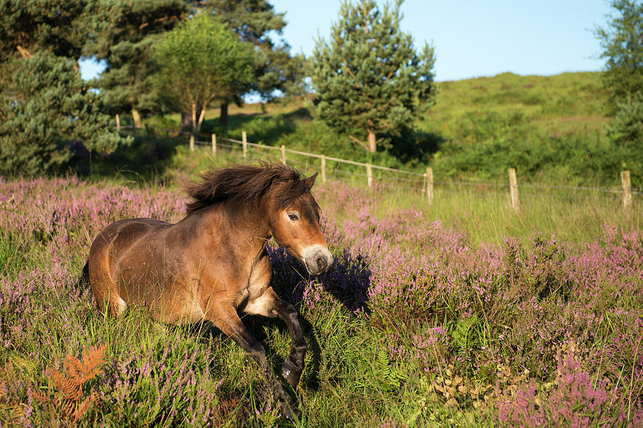 Exmoor Pony Galloping Through Heather Photograph by James Warwick