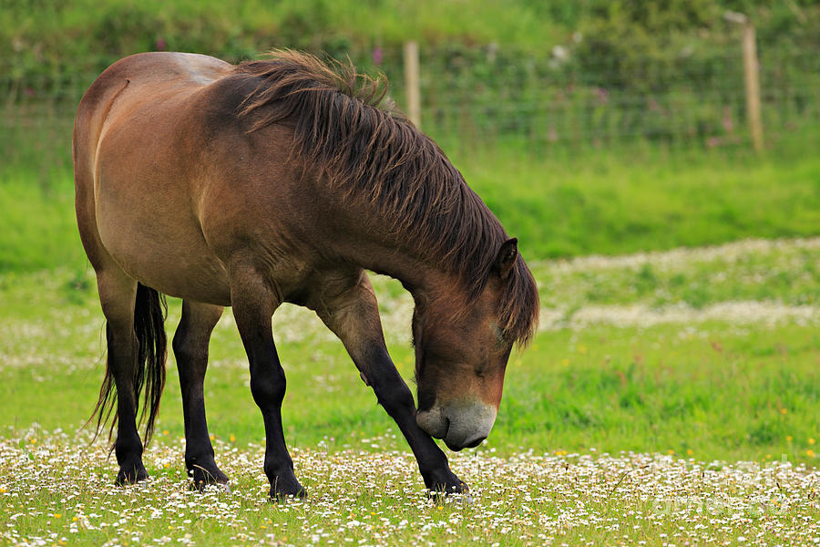 Exmoor pony grazing Photograph by Louise Heusinkveld