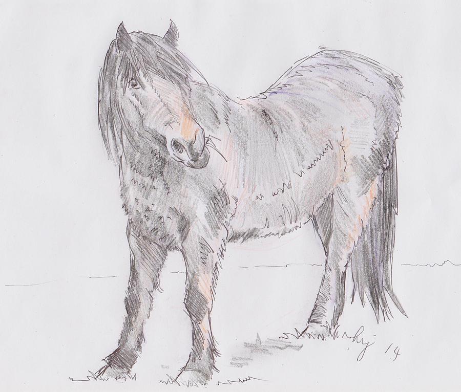 Exmoor Pony Drawing by Mike Jory