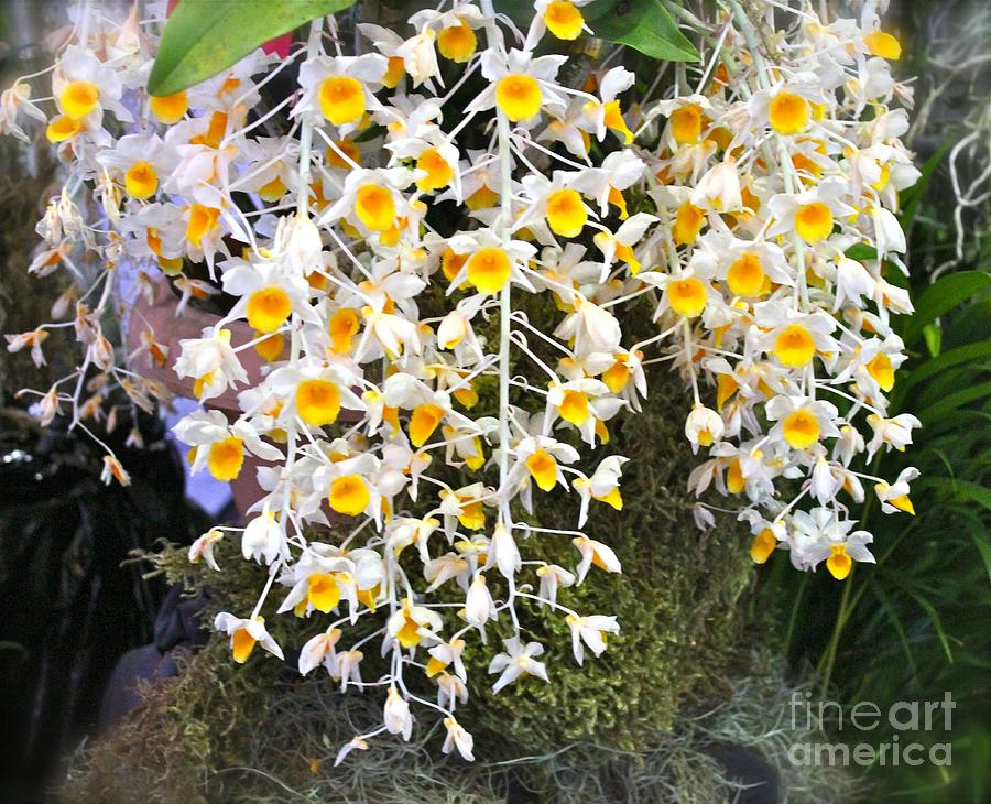Orchid Photograph - Exotic Aerides by Alice Terrill