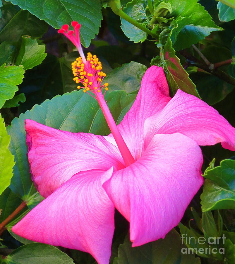 Exotic and beautiful flower in my back yard. Photograph by Robert Birkenes