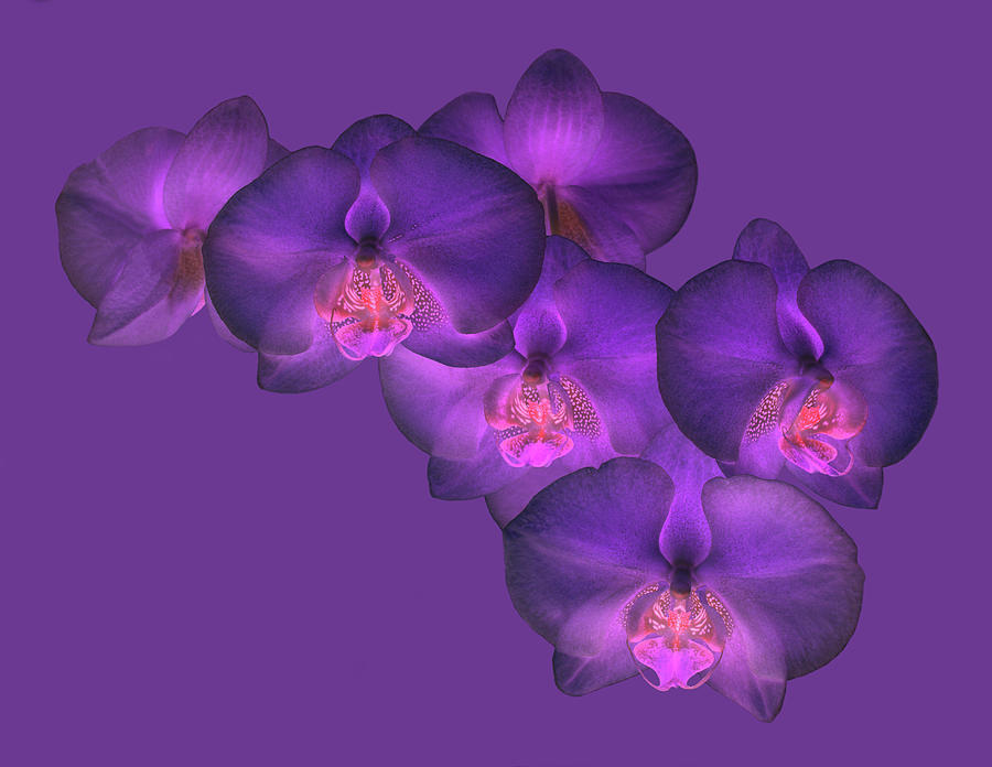 Exotic And Bizarre Purple Orchid On Photograph by Rosemary Calvert