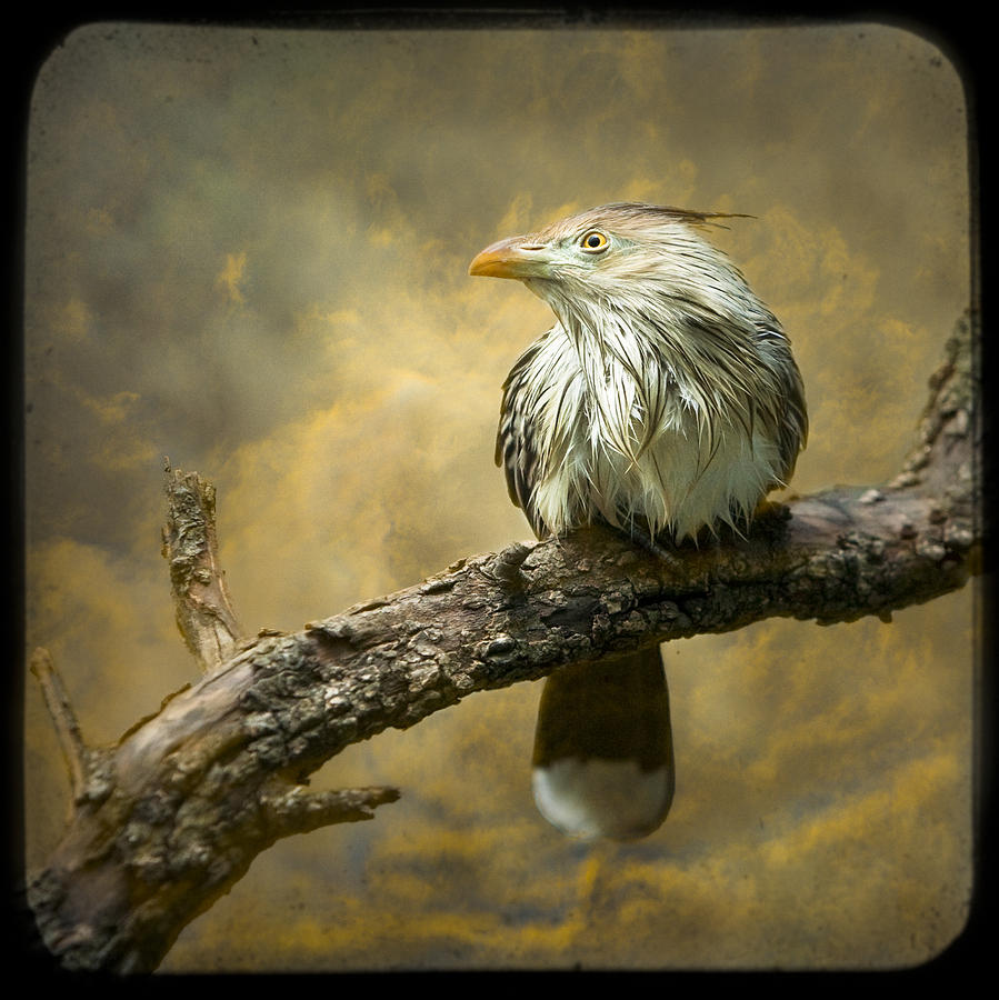 Bird Photograph - Exotic Bird - Guira Cuckoo Bird by Gary Heller