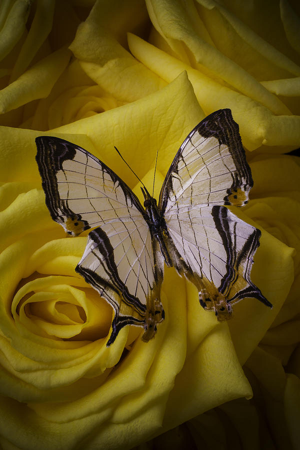 Butterfly Photograph - Exotic Butterfly On Rose by Garry Gay