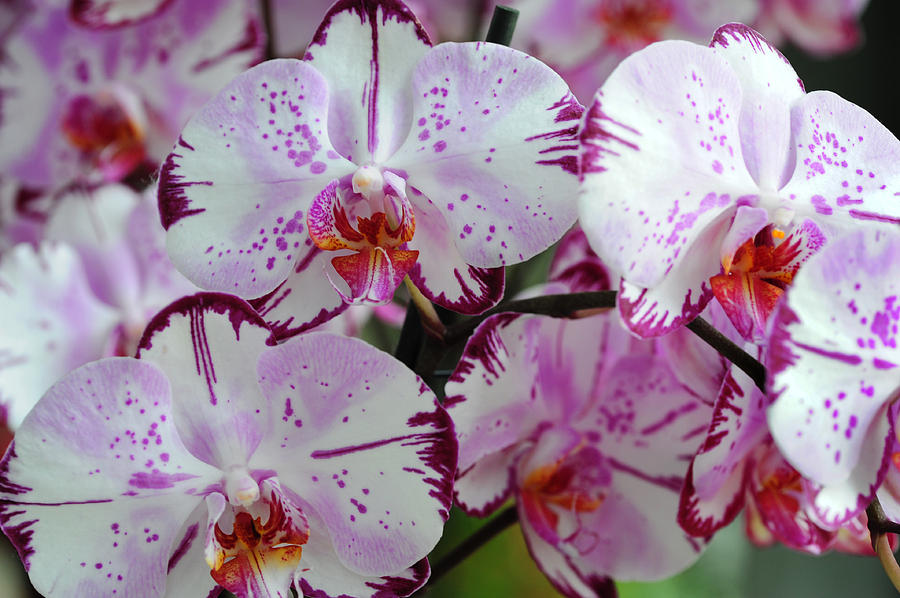 Exotic Dreams. Orchids from Keukenhof. Netherlands Photograph by Jenny Rainbow