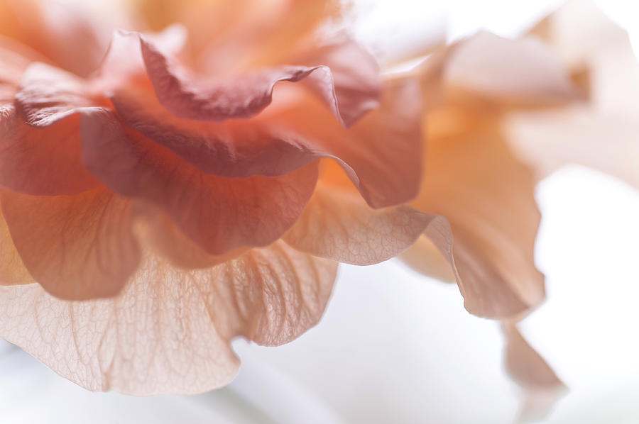 Exotic Dreams. Petals of Hibiscus Photograph by Jenny Rainbow