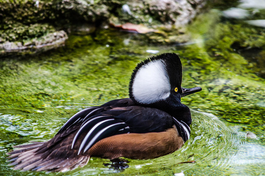 Duck Photograph - Exotic Duck by Renee Barnes