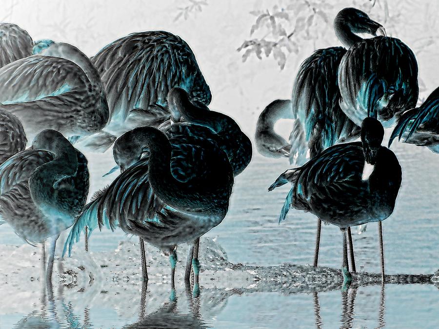 Bird Photograph - Exotic Flamingos by Sharon Lisa Clarke