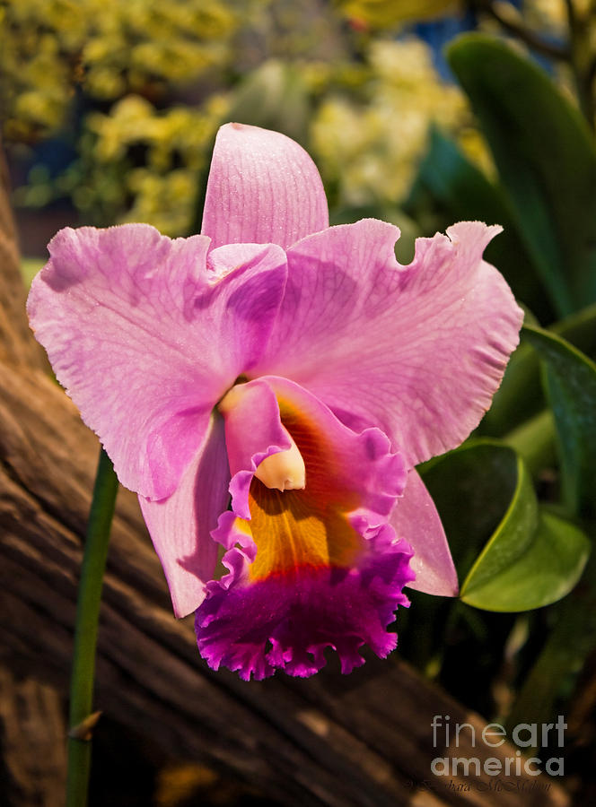 Exotic Frilled Pink Orchid Photograph by Barbara McMahon