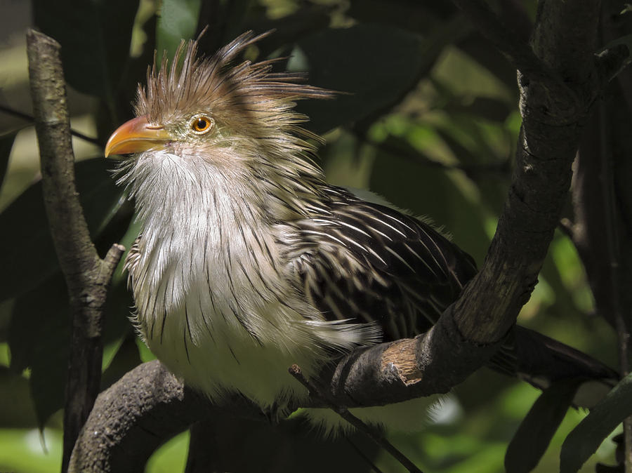 Exotic Guira Cuckoo Photograph by Penny Lisowski