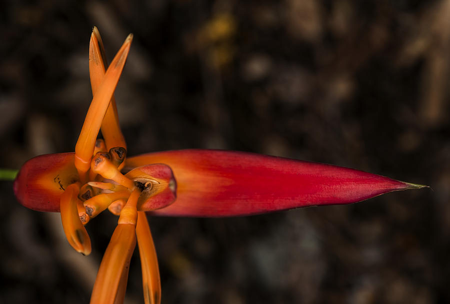 Exotic Heliconia Photograph by Steven Sparks