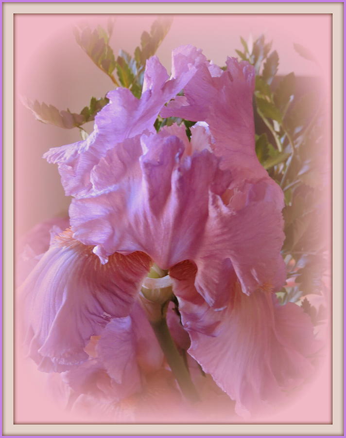 Exotic Iris Photograph