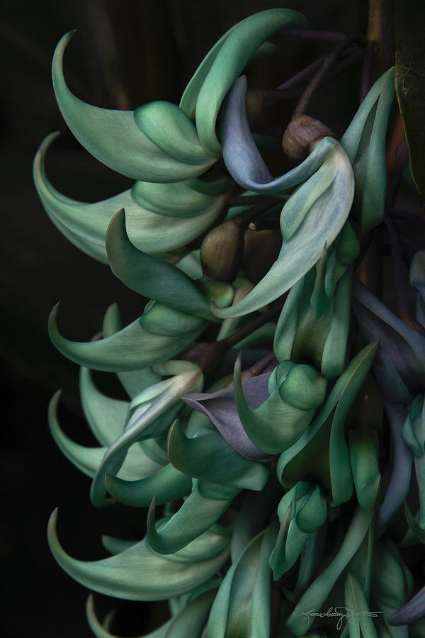 Exotic Jade Vine Photograph by Karen Casey-Smith