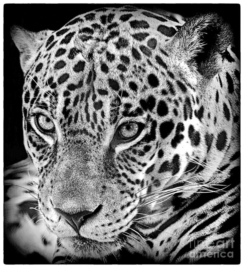 Exotic Jaguar Photograph by Ruth Jolly