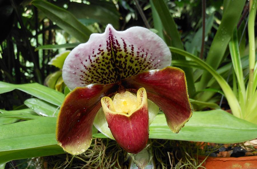 Exotic Lady Slipper Orchid Photograph by Kay Gilley