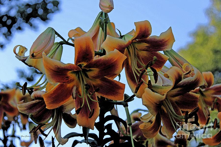 Exotic lilies Photograph by Yumi Johnson