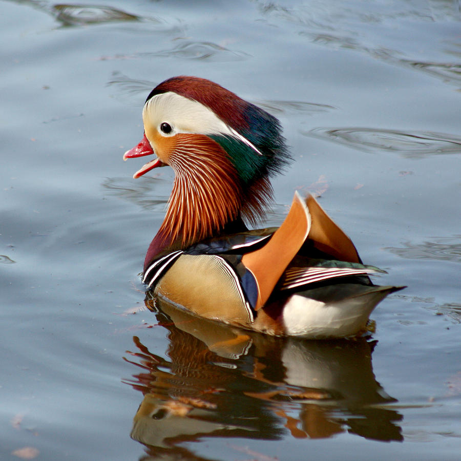 Duck Photograph - Exotic Mandarin Duck by Bob and Jan Shriner