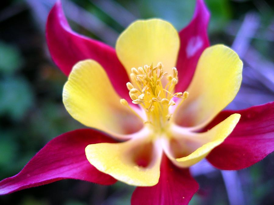 Exotic by Nigel Cameron Exotic by Nigel Cameron