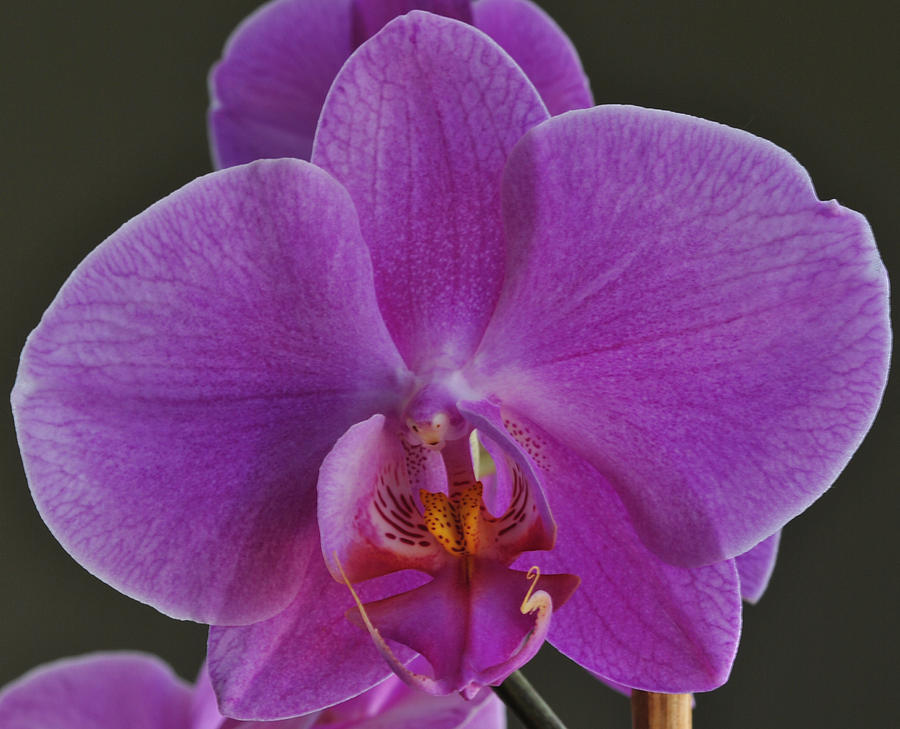 Exotic Orchid 2 Photograph by Jim Hogg