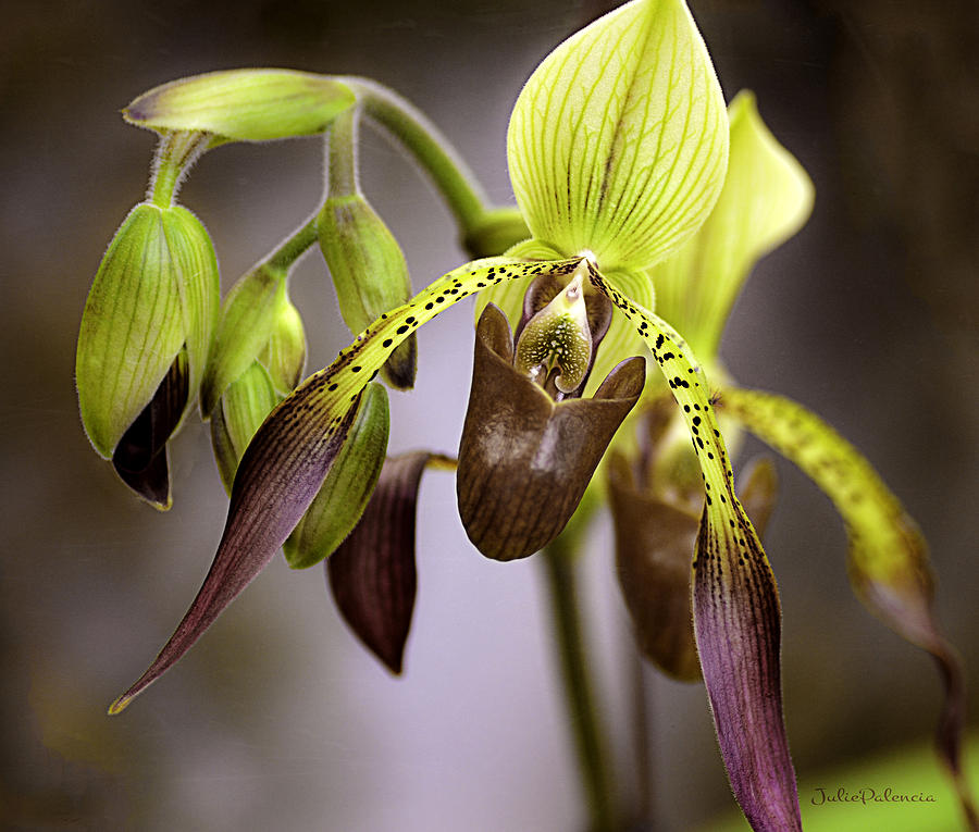 Exotic Orchid Beauty Photograph by Julie Palencia
