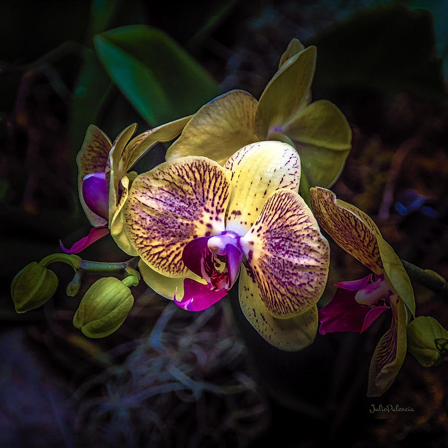 Exotic Orchid Bloom Photograph by Julie Palencia