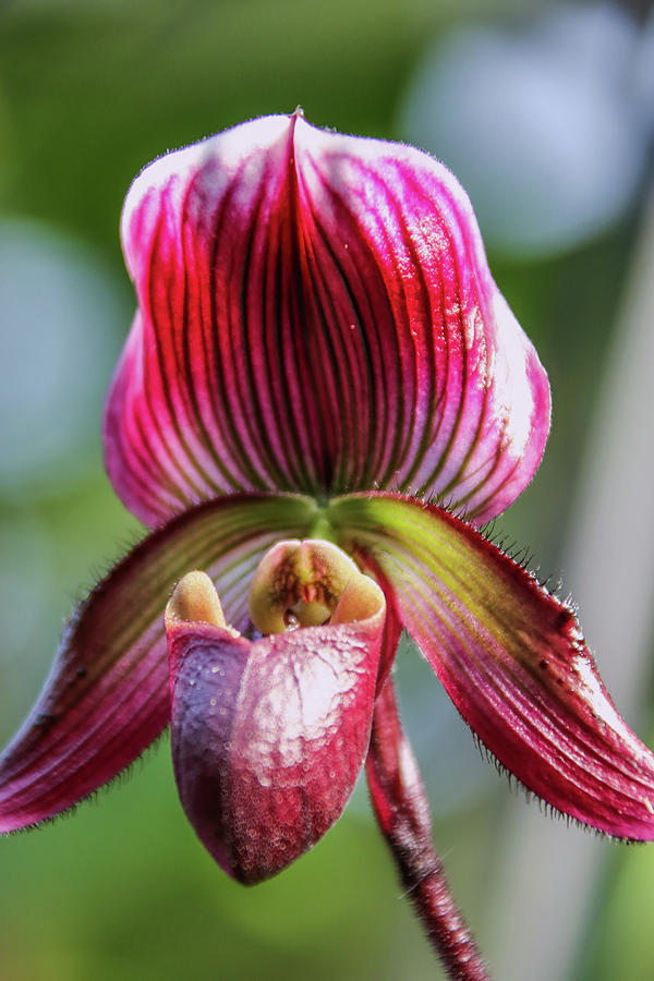 Exotic Orchid Photograph by Daniela Duncan