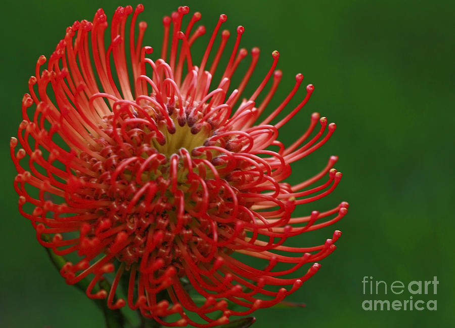 Flowers Still Life Photograph - Exotic Pincushion Flower by Inspired Nature Photography Fine Art Photography