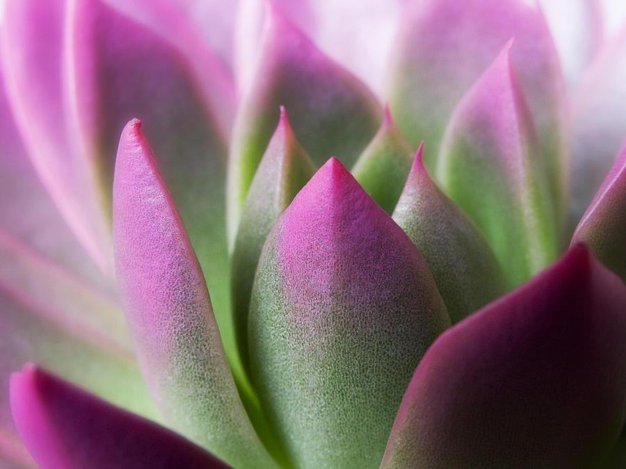 Exotic - Pink Purple Green Flower Landscape Photograph Photograph by
