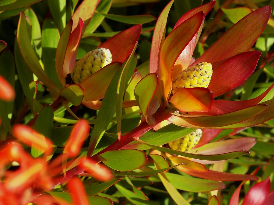 Exotic Plants in California Photograph by Jan Moore