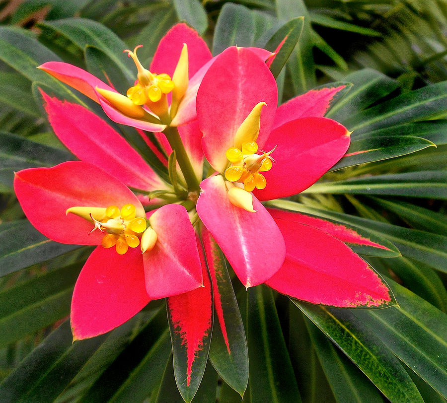 Exotic red flower Photograph by Joan Reese