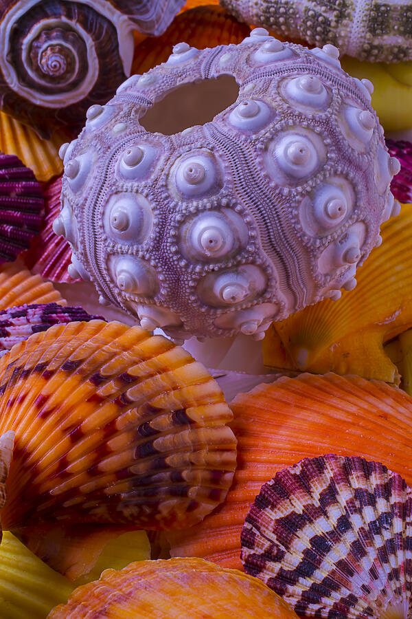 Shell Photograph - Exotic Sea Shells by Garry Gay