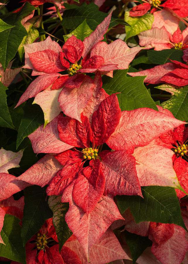 Exotic Speckled Poinsettia Blossoms - Christmas from the Tropics Photograph by Georgia Mizuleva