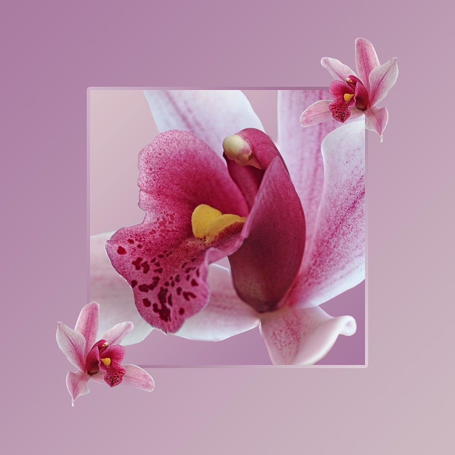 Orchid Photograph - Exotic Temptation by Gill Billington