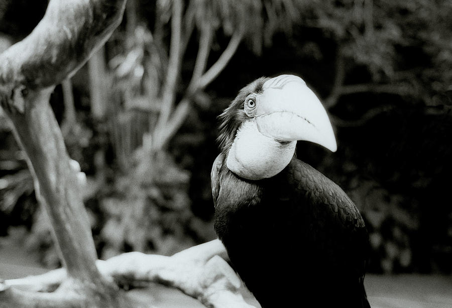 Exotic Toucan Of Bali Photograph by Shaun Higson