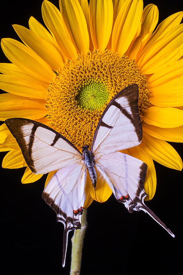 Sunflower Photograph - Exotic White Butterfly by Garry Gay
