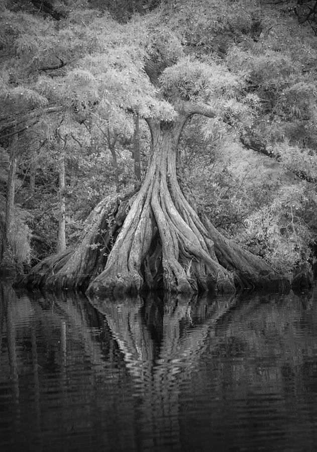 Expansive tree roots in river Photograph by Whl